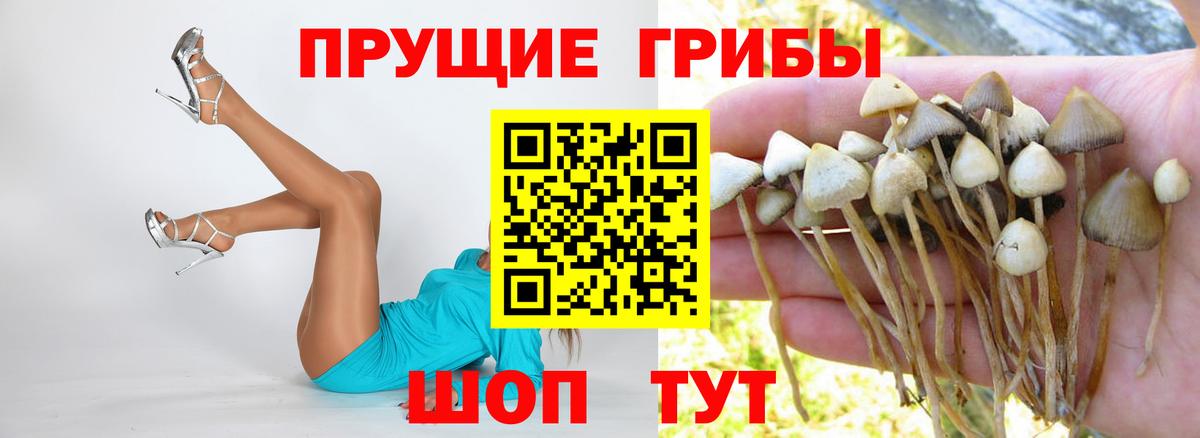 Галлюциногенные грибы GOLDEN TEACHER  Галлюциногенные грибы прущие грибы  Вход с VPN  Архангельск 